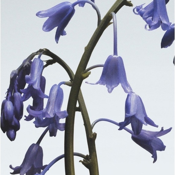 Jo Malone London Wild Bluebell Cologne Mini Travel Size 9mL - Picture 2 of 5